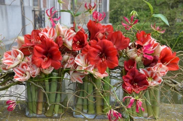Amaryllis 2022 (171)