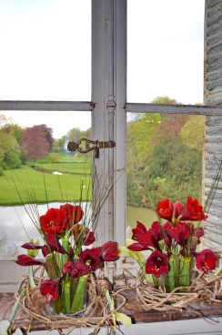 Amaryllis 2022 (154)