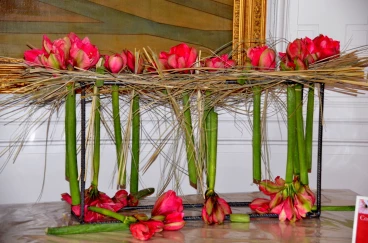 Amaryllis 2022 (054)