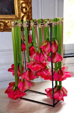 Amaryllis 2022 (051)