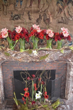 Amaryllis 2022 (157)