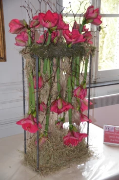 Amaryllis 2022 (049)