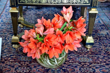 Amaryllis 2022 (162)