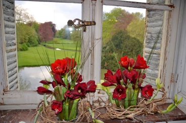 Amaryllis 2022 (153)