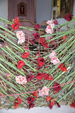 Amaryllis 2022 (012)