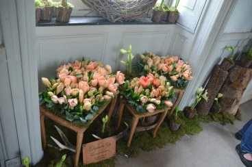 Amaryllis 2022 (016)