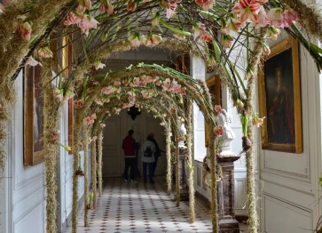 Amaryllis 25 avril 2022