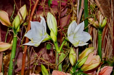 Amaryllis 2023 (023)