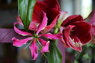 Amaryllis 2023 (016)