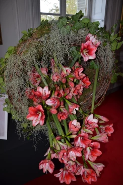 Amaryllis 2023 (036)