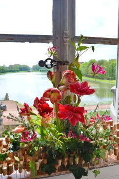 Amaryllis 2023 (013)