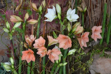 Amaryllis 2023 (022)