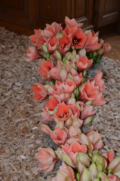 Amaryllis 2023 (044)