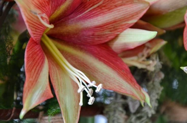 Amaryllis 2023 (011)