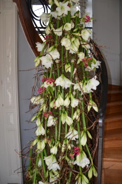 Amaryllis 2023 (046)