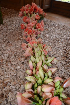 Amaryllis 2023 (043)