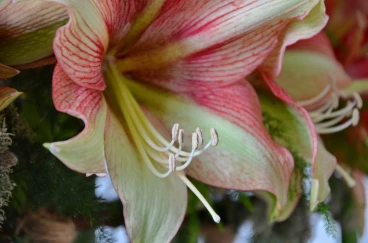 Amaryllis 2023 (010)