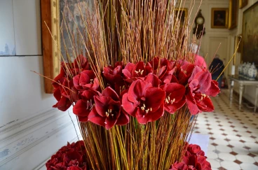 Amaryllis 2023 (025)