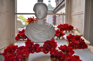 Amaryllis 2023 (029)