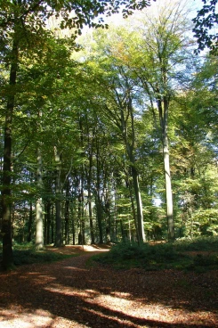 Houssière 102008 013