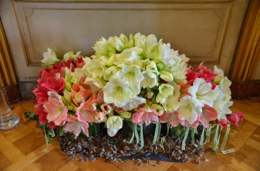 Amaryllis 2022 (093)