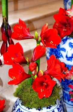 Amaryllis 2022 (133)