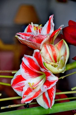 Amaryllis 2022 (149)