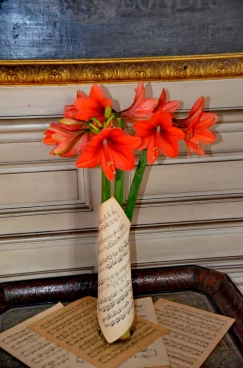 Amaryllis 2022 (083)