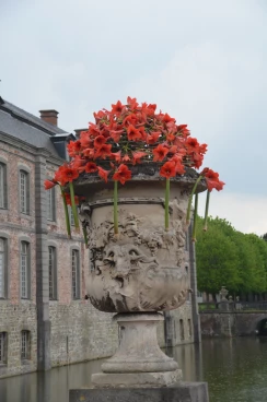 Amaryllis 2022 (112)