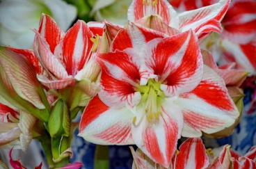 Amaryllis 2022 (136)