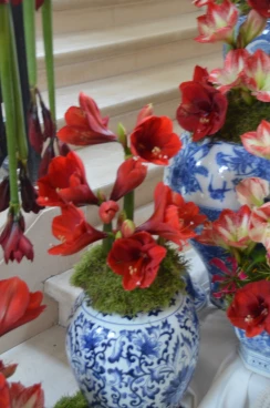 Amaryllis 2022 (132)