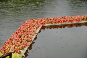 Amaryllis 2022 (115)