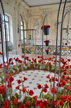 Amaryllis 2022 (146)