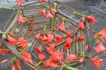 Amaryllis 2022 (120)