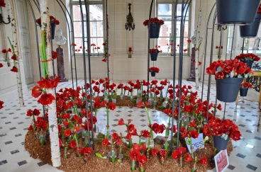 Amaryllis 2022 (142)