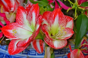 Amaryllis 2022 (134)