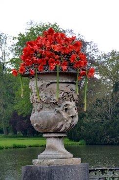 Amaryllis 2022 (119)