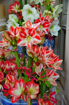 Amaryllis 2022 (129)