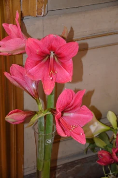 Amaryllis 2022 (095)