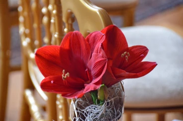 Amaryllis 2022 (099)