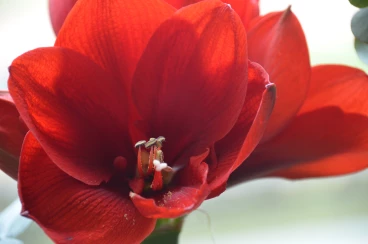 Amaryllis 2022 (143)