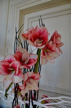 Amaryllis 2018 (041)