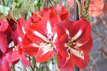 Amaryllis 2018 (027)