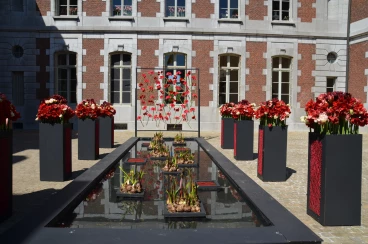 Amaryllis 2018 (016)