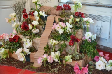 Amaryllis 2018 (051)