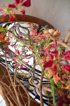 Amaryllis 2018 (060)