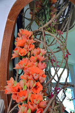 Amaryllis 2018 (064)