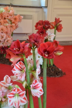 Amaryllis 2018 (050)