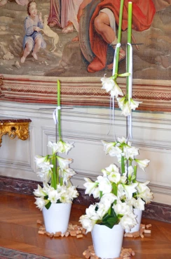 Amaryllis 2018 (079)