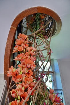 Amaryllis 2018 (065)